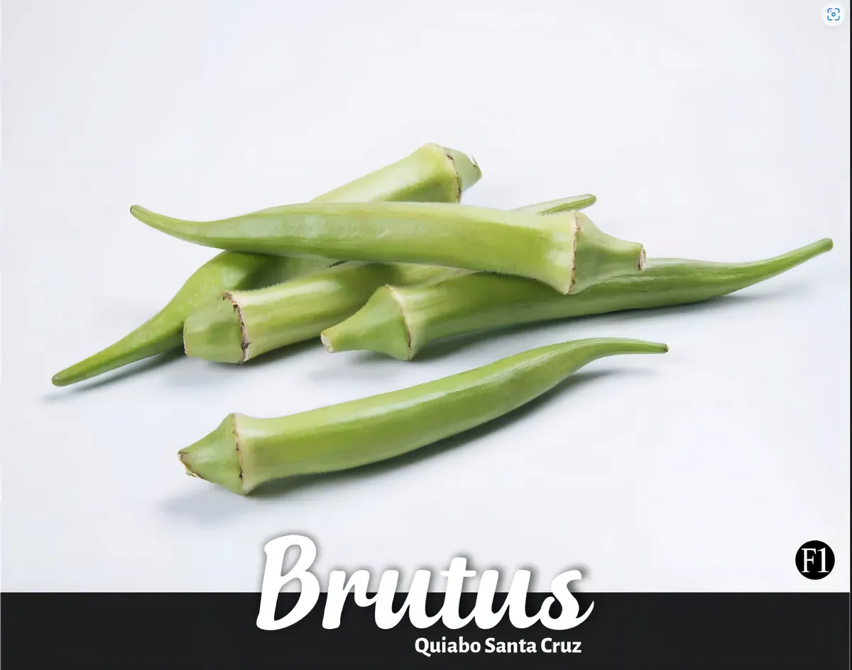 Quiabo Híbrido Brutus 1000 Sementes